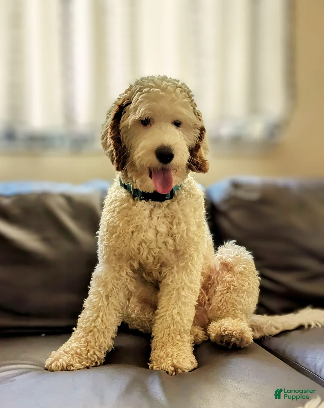 Mixed Breed dogs for sale: MARILYN  - Ad 8