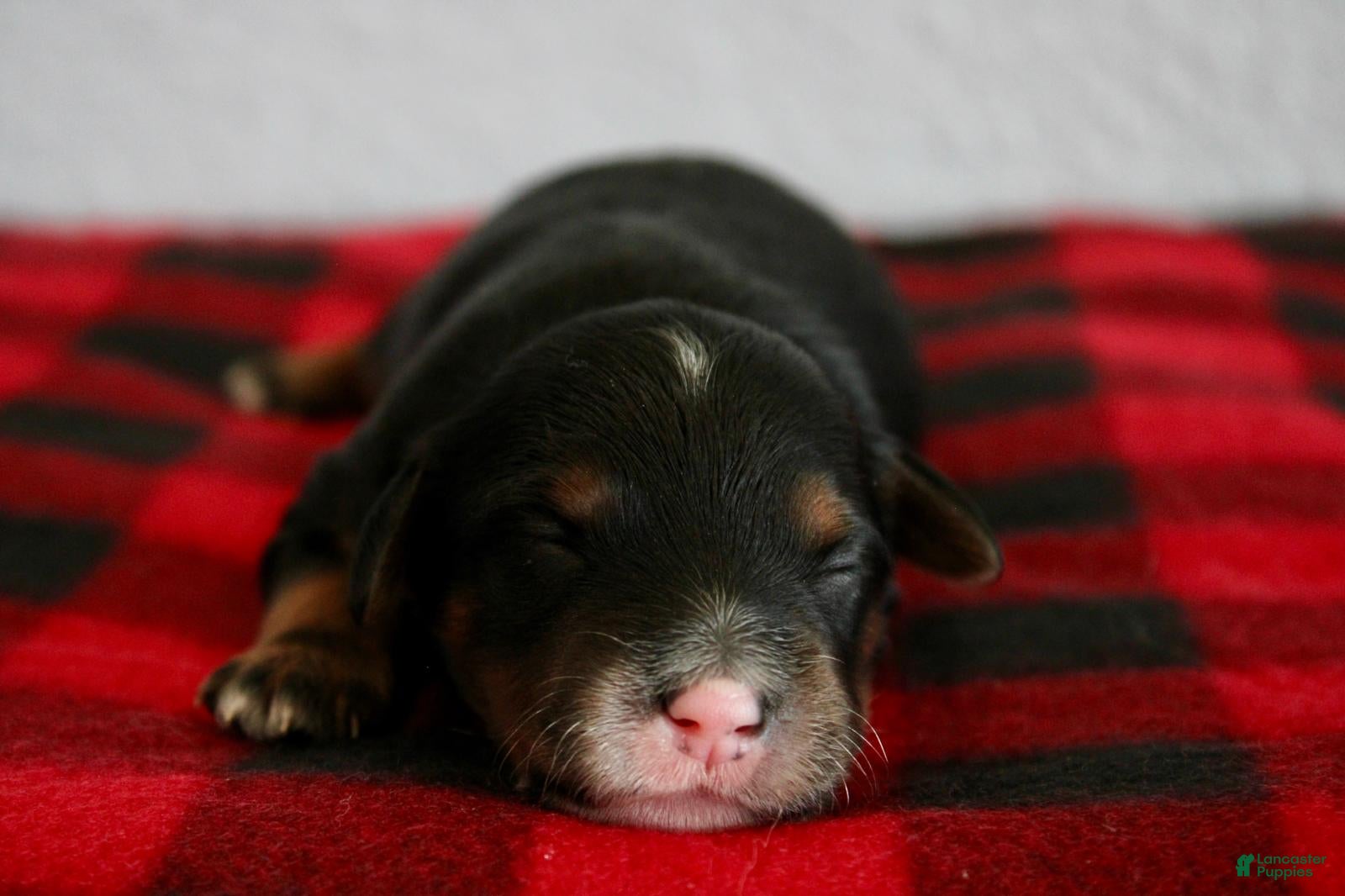 Mini Goldendoodle dogs Ava - Ad 1