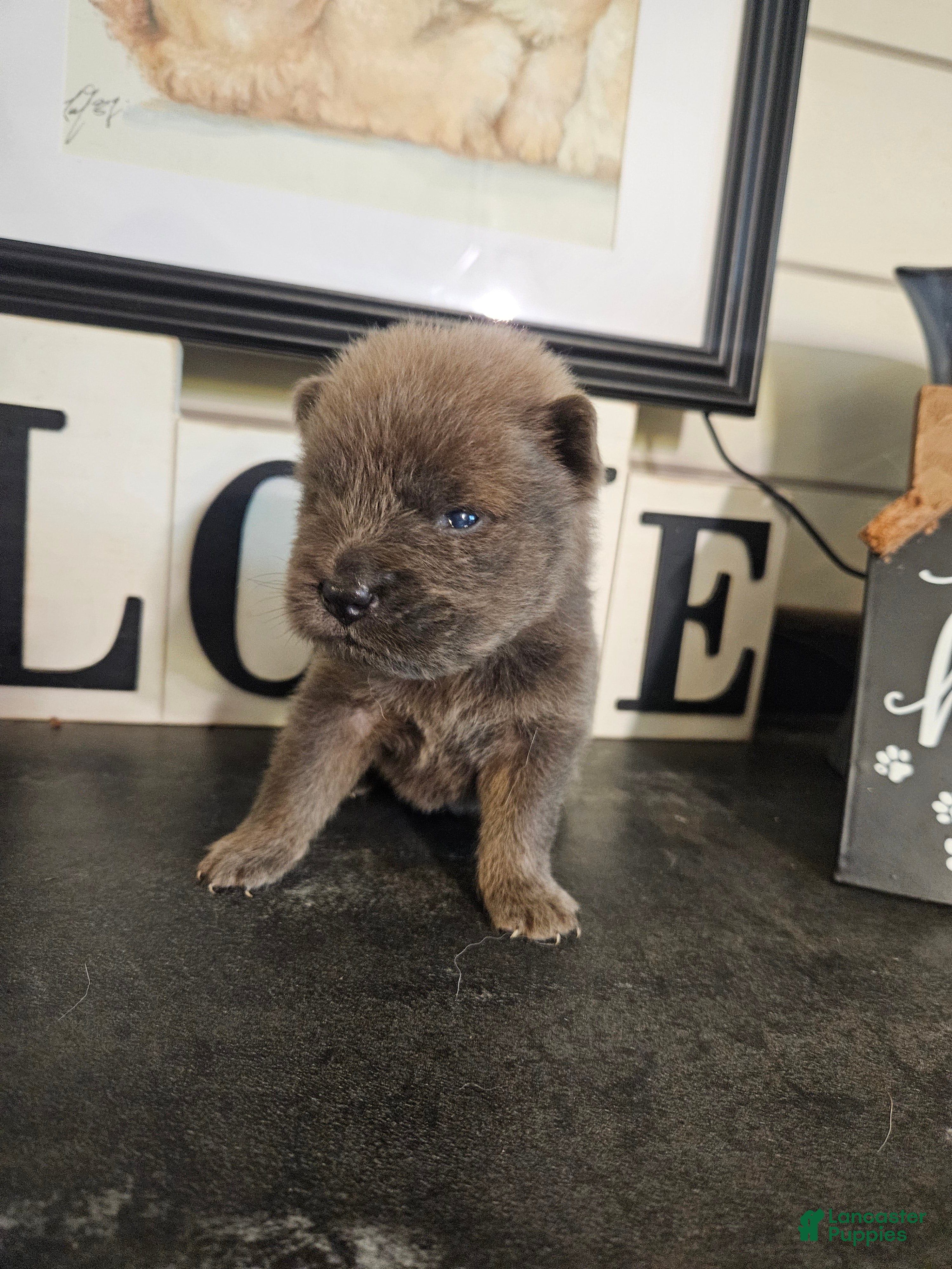 Chow Chow dogs CINNAMON CHOW Tiny M1 - Ad 2