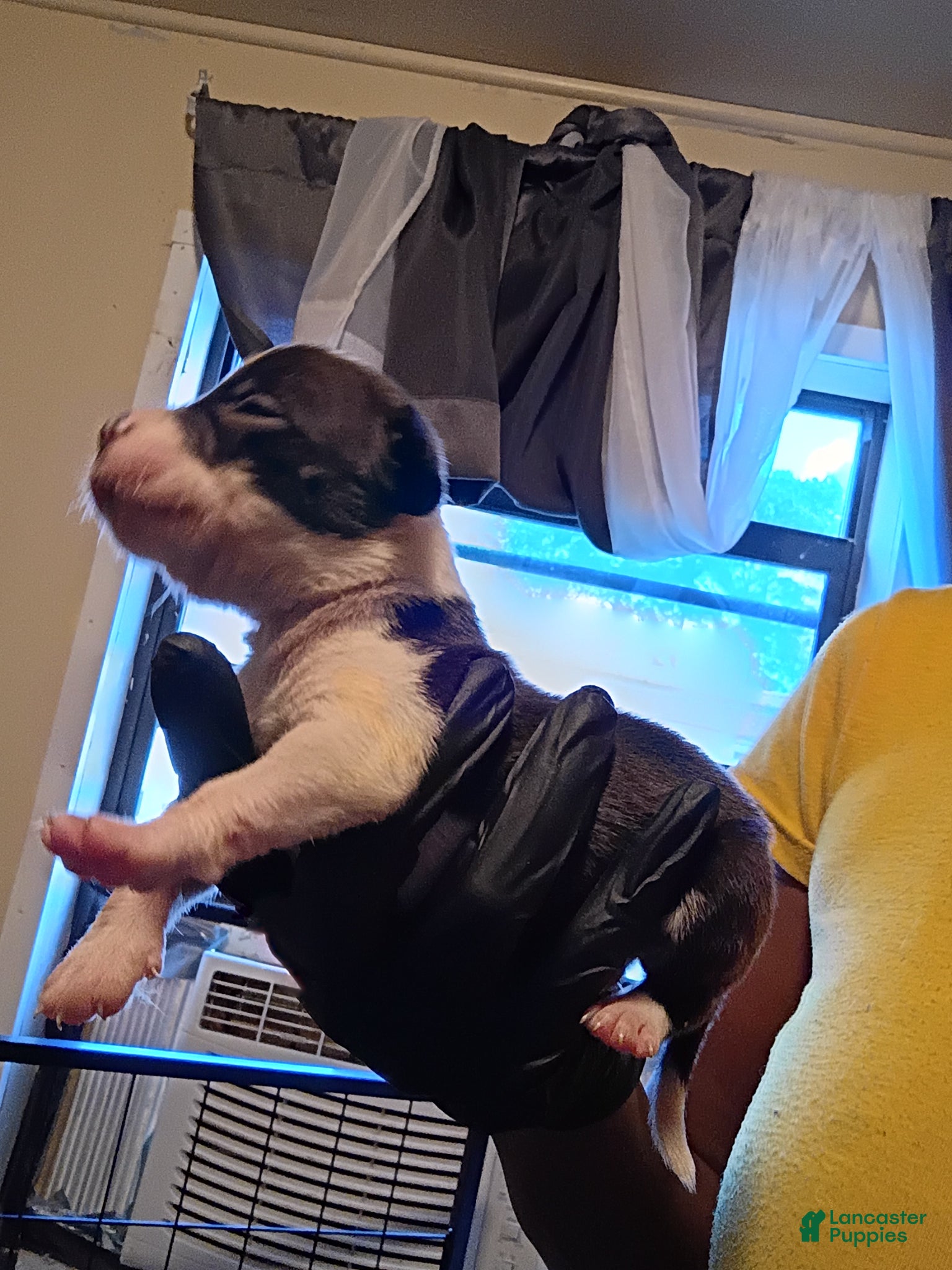 Mixed Breed dogs Puppy 3(Lil Bit) Runt - Ad 11
