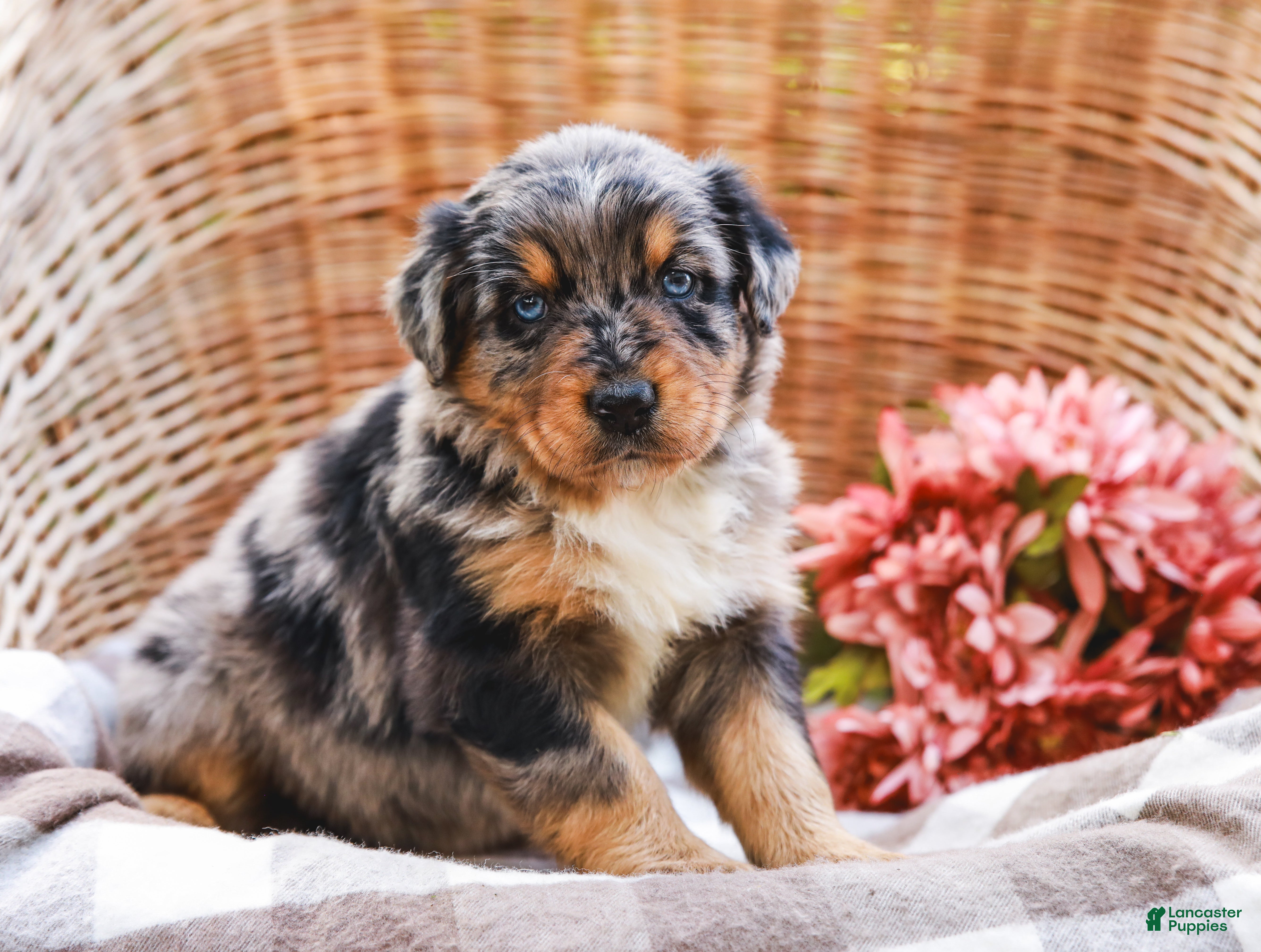 Aussiedoodle dogs Bailey Standard Sized - Ad 1