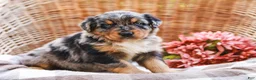 Aussiedoodle dogs for sale: Bailey Standard Sized - Ad 3