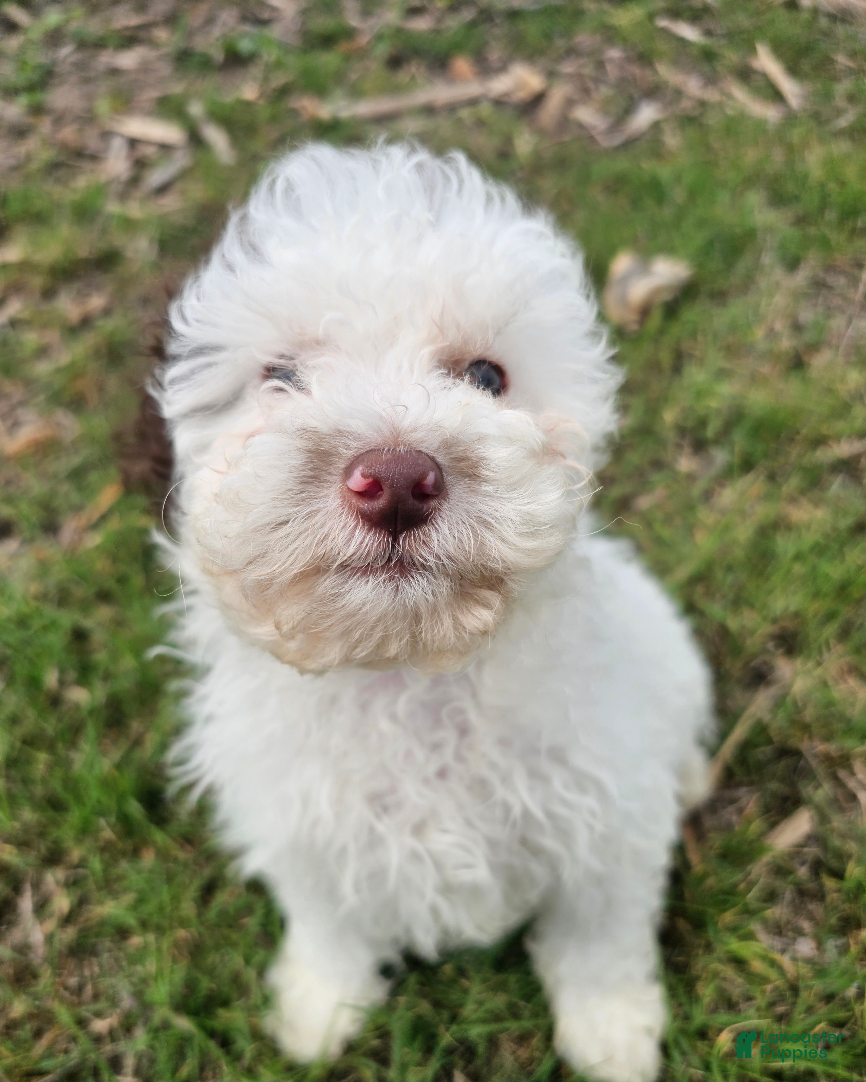Mini Goldendoodle dogs Smores  - Ad 1