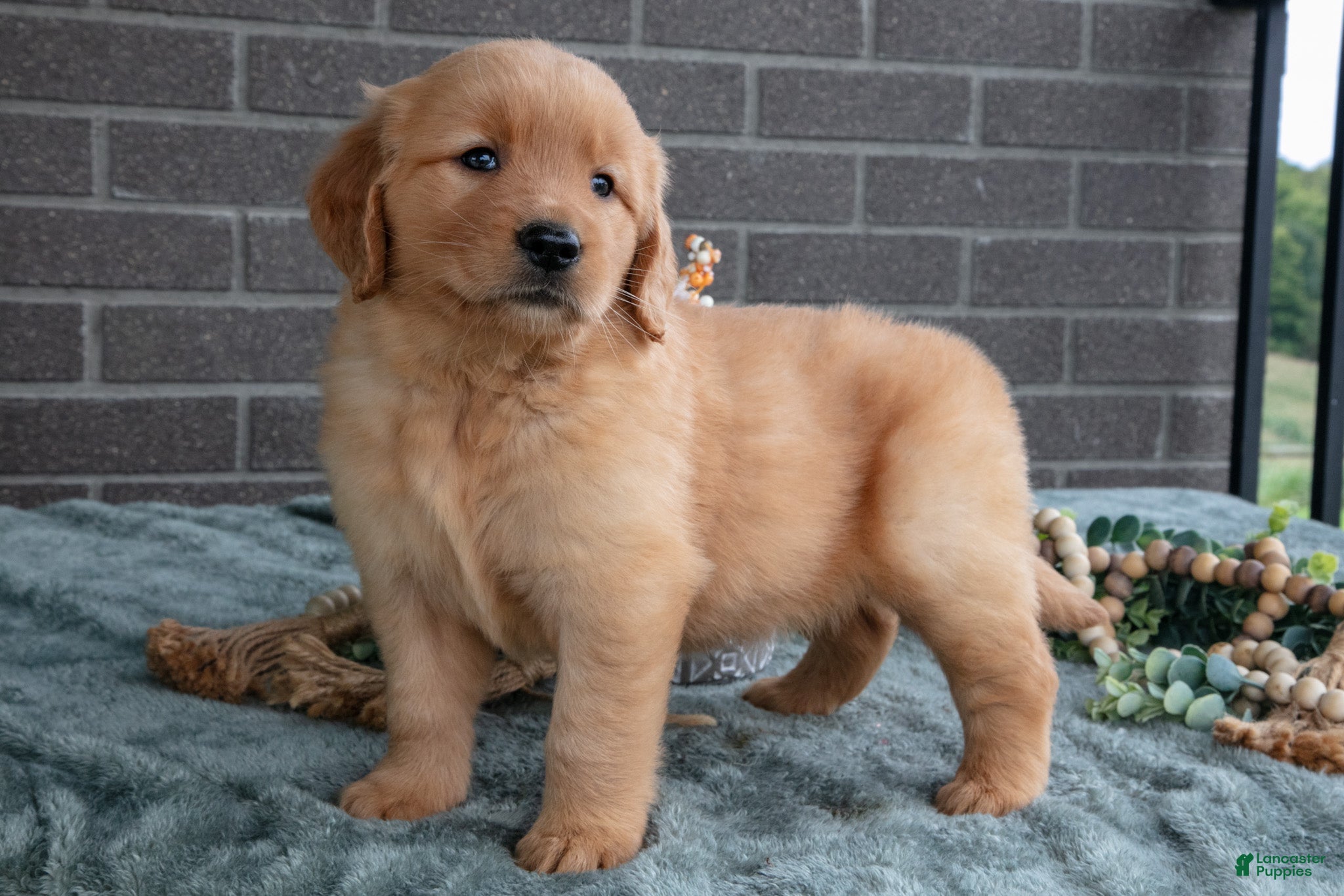 Eliza (Golden Retriever, Female) in Millersburg, OH