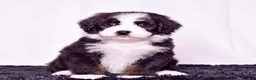 Bernedoodle dogs for sale: Ms. Oakley - Ad 7