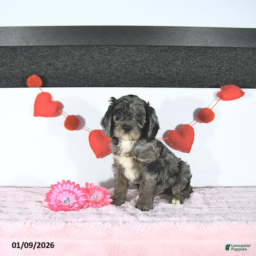 Cavapoo dogs for sale: Kyle - Ad 1