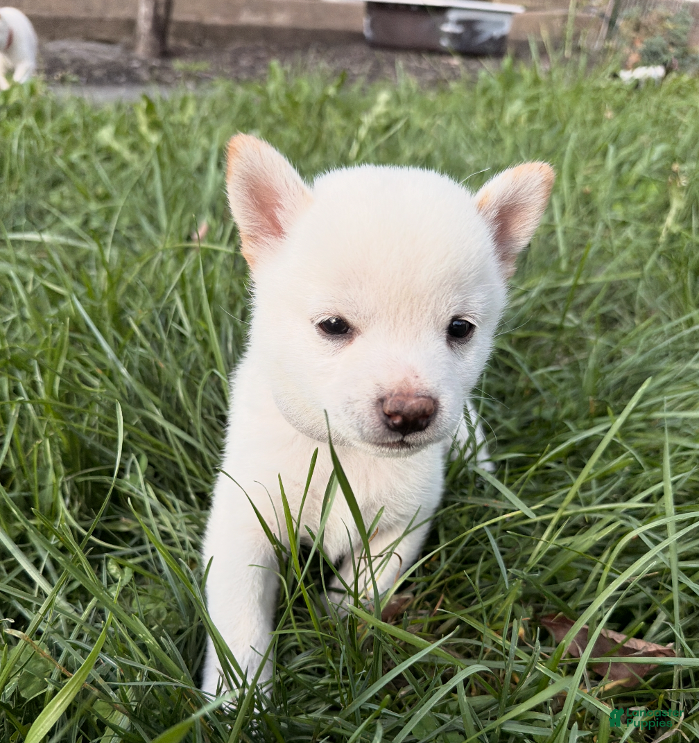 Shiba Inu dogs Miso - Ad 1