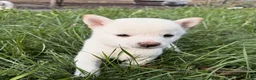 Shiba Inu dogs for sale: Miso - Ad 1