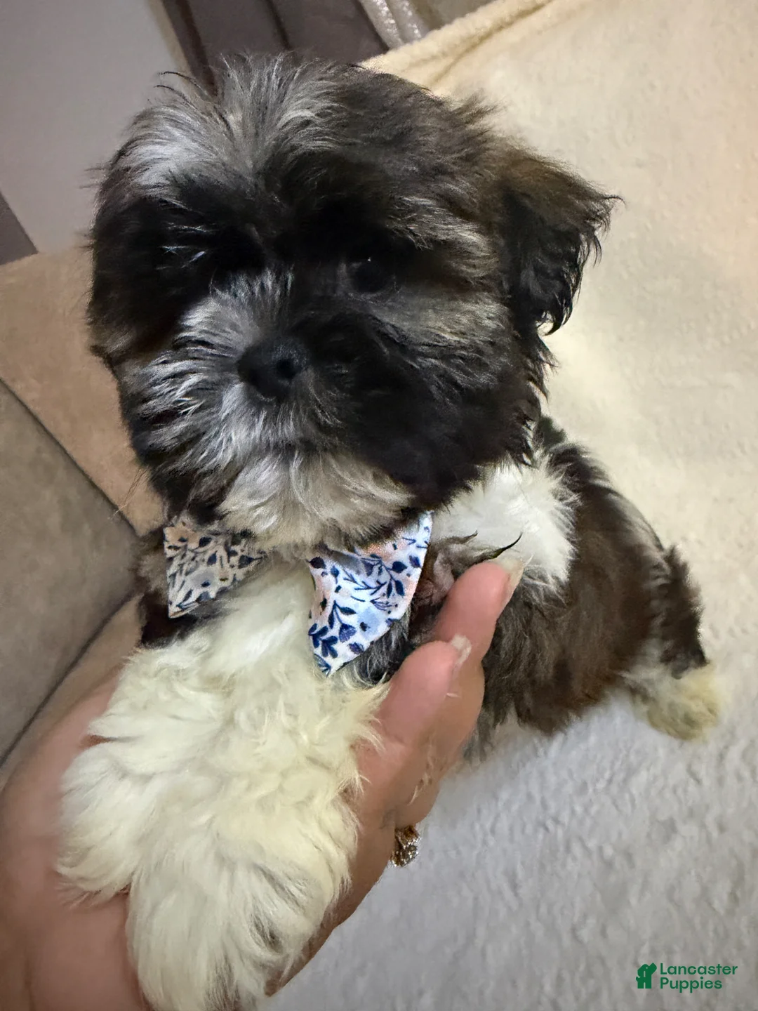 Shih Tzu dogs for sale: Coby  - Ad 2