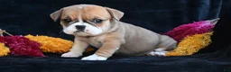 Mixed Breed dogs for sale: Macy - Ad 7