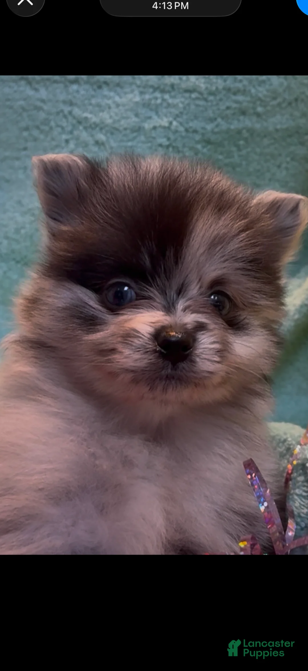 Pomeranian dogs for sale: Waylon  - Ad 5