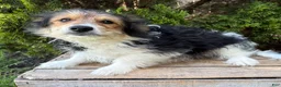 Mixed Breed dogs for sale: Rio - Ad 3