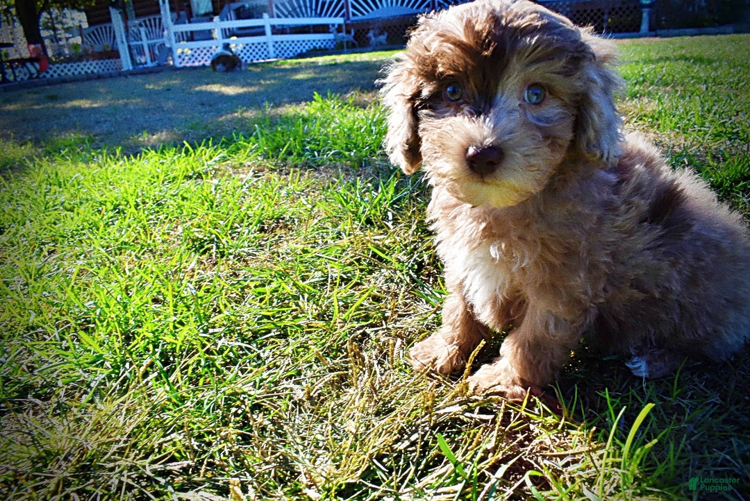 Havapoo dogs for sale: Inky - Ad 6