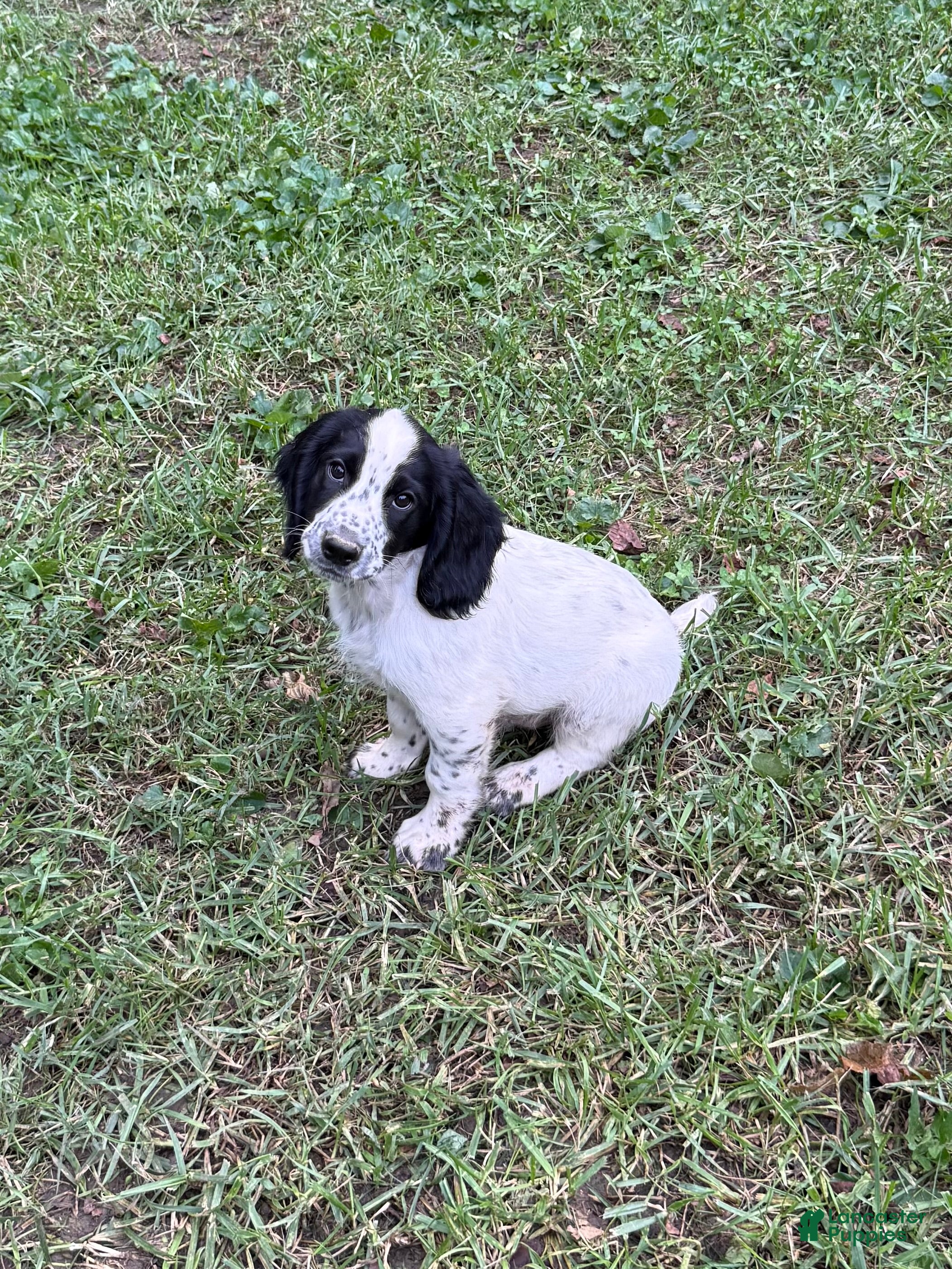 Ruger