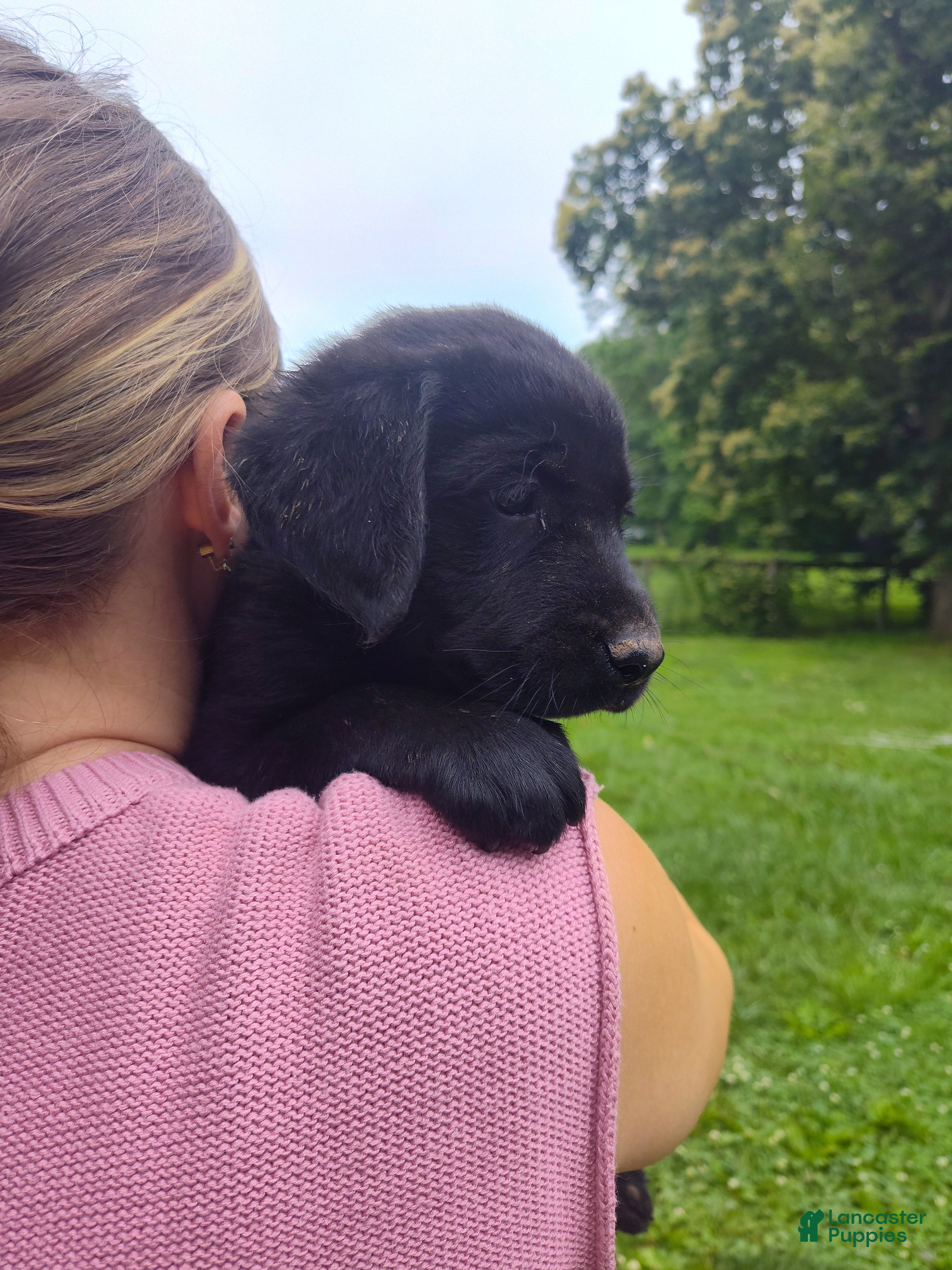 Labrador Retriever dogs Labrador Retriever Puppy 5 - Ad 2