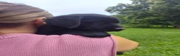 Labrador Retriever dogs for sale: Labrador Retriever Puppy 5 - Ad 2