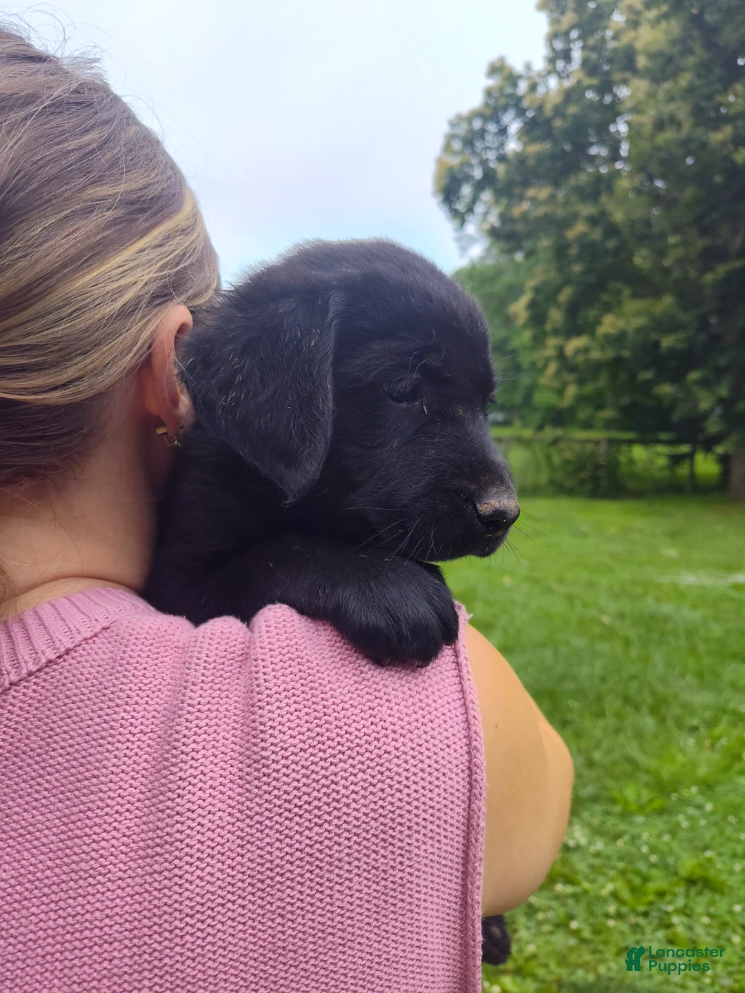 Labrador Retriever dogs for sale: Labrador Retriever Puppy 5 - Ad 2