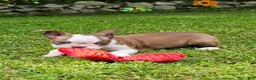 Boston Terrier dogs for sale: Boston Terrier 1 - Ad 5