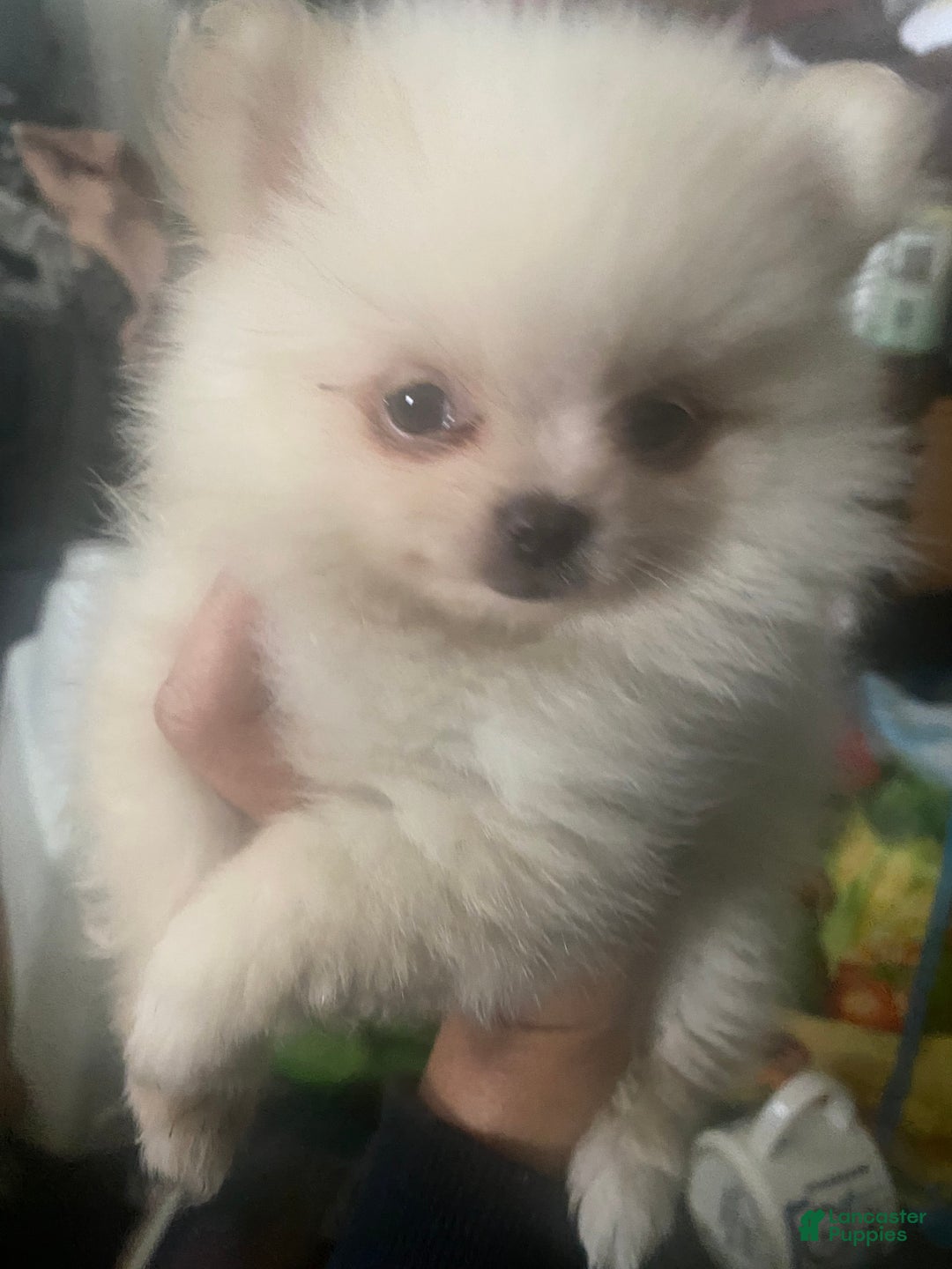 Pomeranian dogs for sale: Pomeranian Puppy 1 - Ad 1