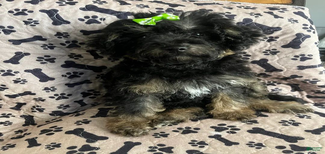 Gallery Image {{count}}