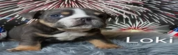 English Bulldog dogs for sale: Loki - Ad 3
