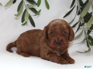 Cavapoo dogs for sale: Archie - Ad 1