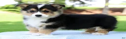Welsh Corgi Pembroke dogs for sale: Wade - Ad 5