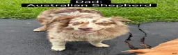 Mixed Breed dogs for sale: Purple - Ad 4