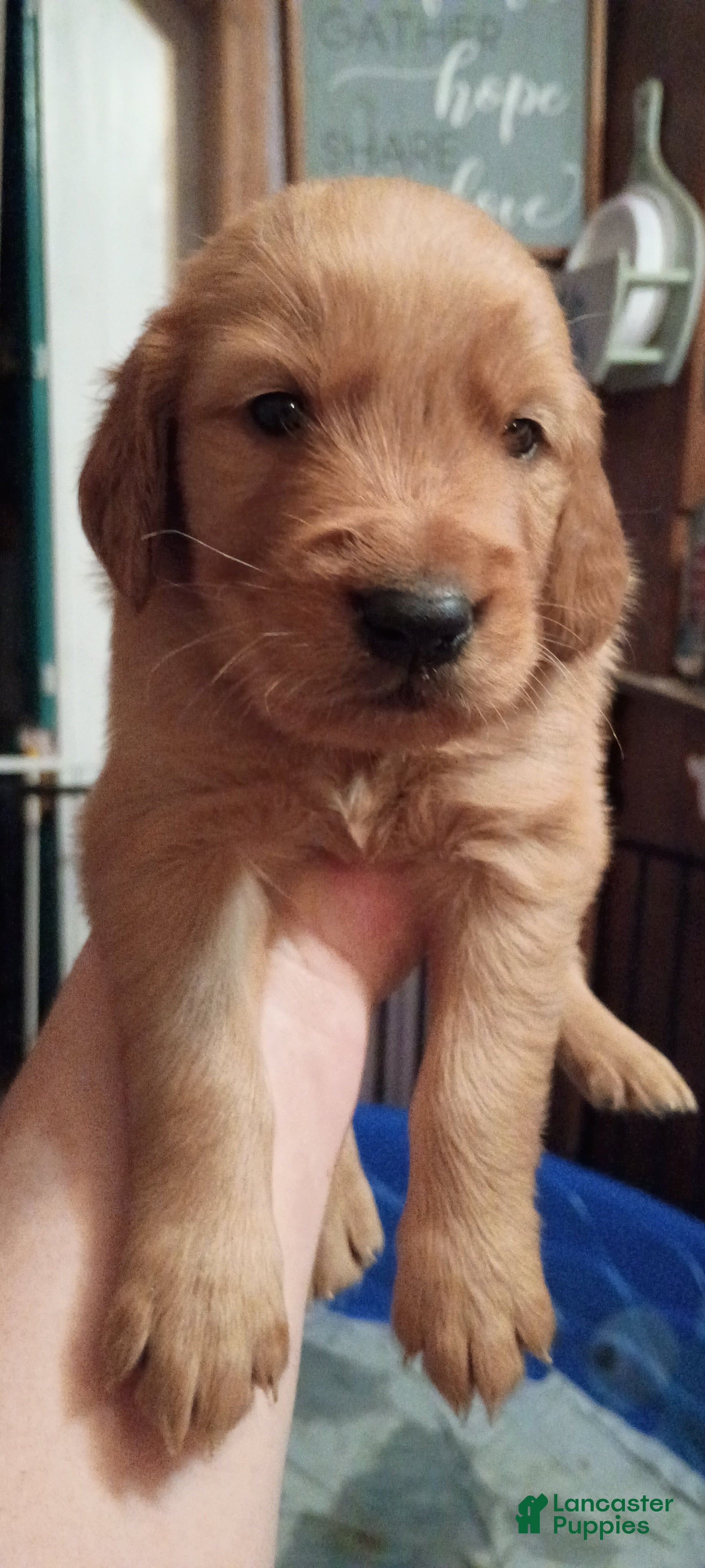 Golden Retriever dogs Golden Retriever Male 3 - Ad 1