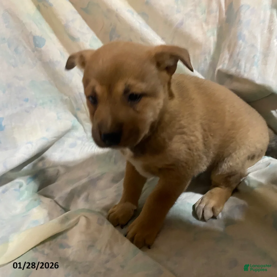 Mixed Breed dogs for sale: Pansy - Ad 2
