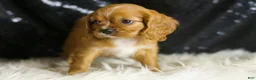 Cavalier King Charles Spaniel dogs for sale: Napa - Ad 4