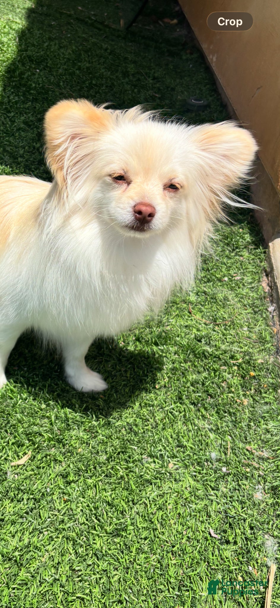 Pomeranian dogs Pomeranian Puppy 1 - Ad 2