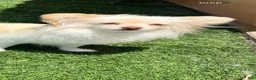 Pomeranian dogs for sale: Pomeranian Puppy 1 - Ad 2