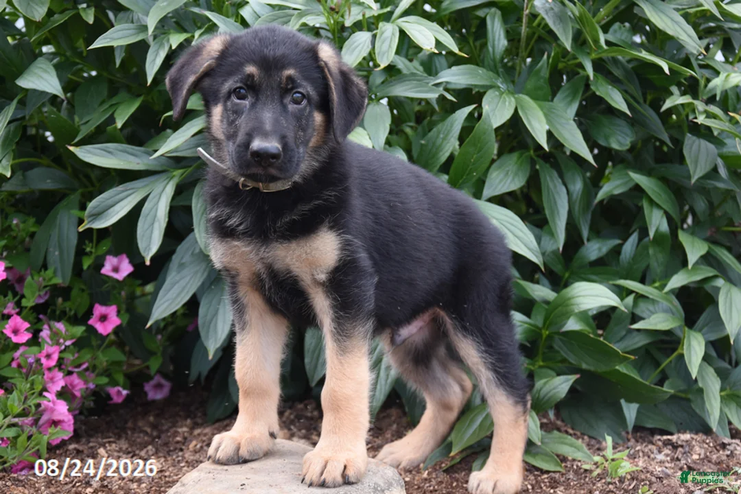 German Shepherd dogs for sale: Bert - Ad 2