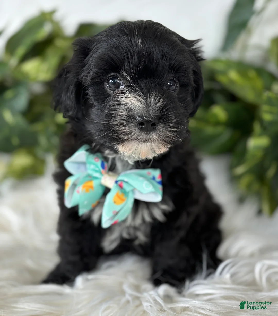 Morkie dogs for sale: Prince  - Ad 11