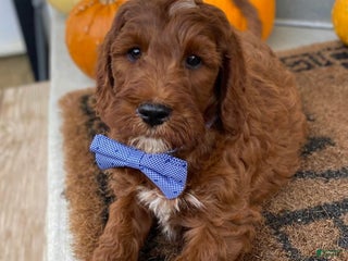 Mixed Breed dogs - Ad 12