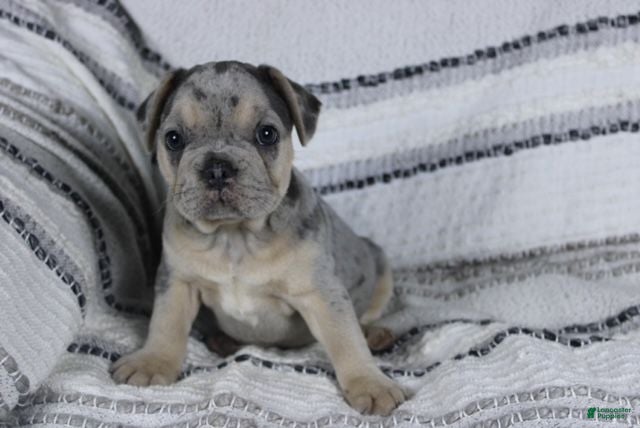 French Bulldog dogs David - Ad 2