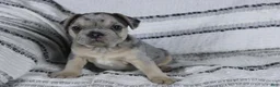 French Bulldog dogs for sale: David - Ad 2