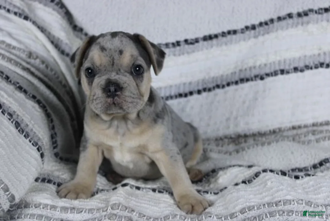French Bulldog dogs for sale: David - Ad 2