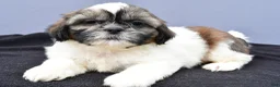 Shih Tzu dogs for sale: Abby - Ad 5