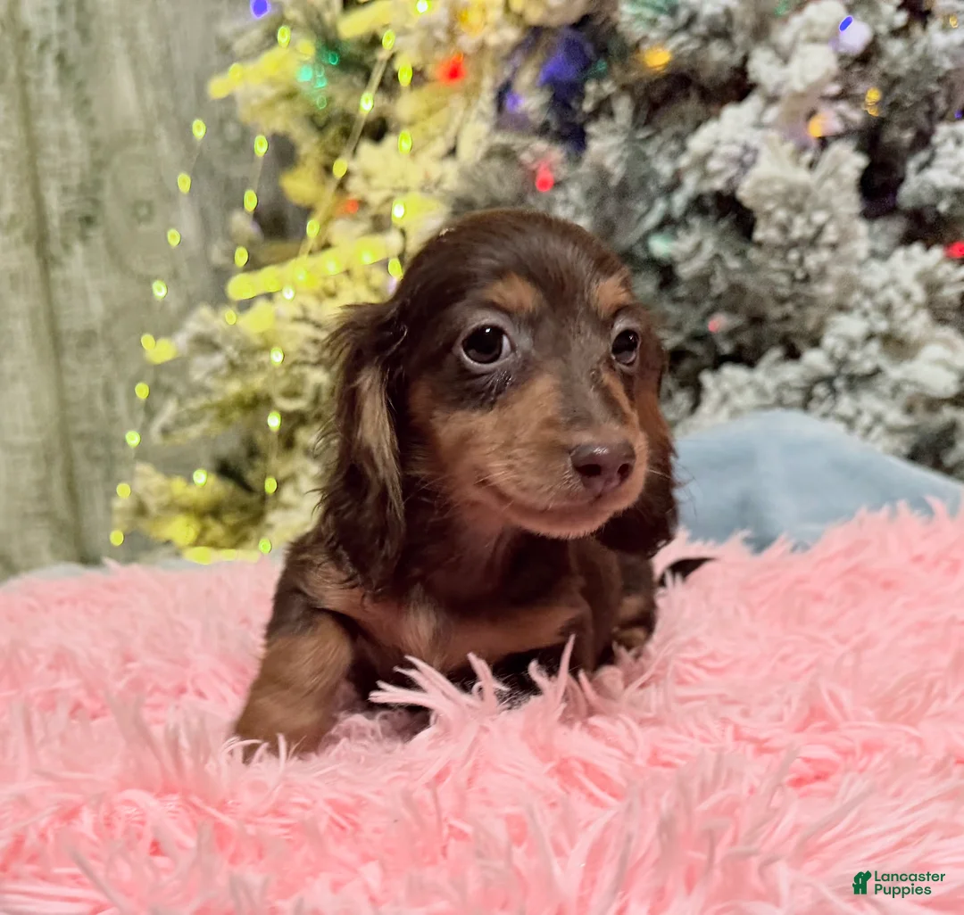 Miniature Dachshund dogs for sale: AKC Russian pra clear - Ad 79
