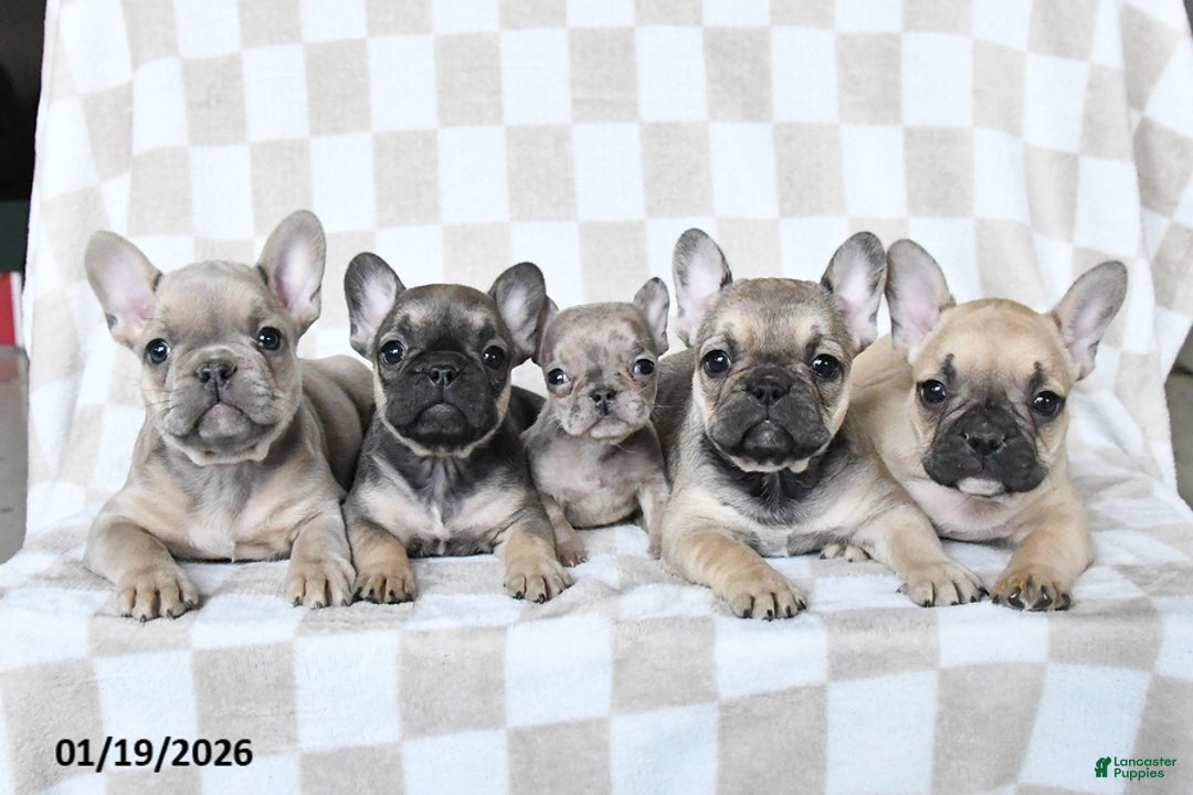 French Bulldog dogs for sale: Haylee - Ad 5
