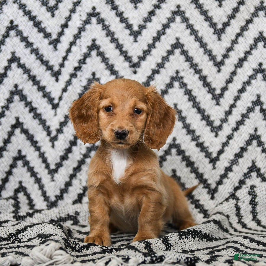 Miniature Dachshund dogs Zola - Ad 8