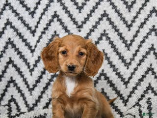 Miniature Dachshund dogs Zola - Ad 17
