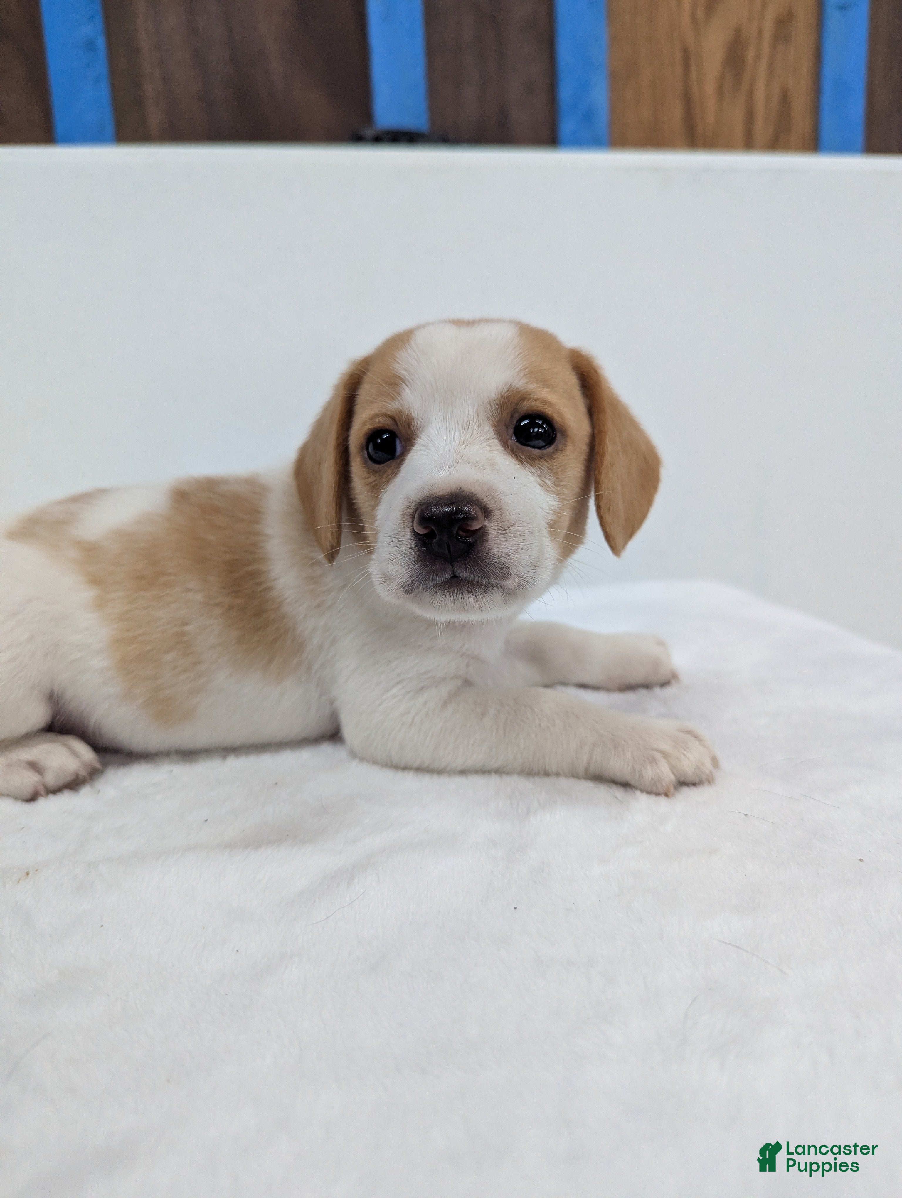 Beagle dogs Rumbles - Ad 38