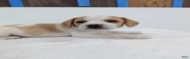 Rumbles