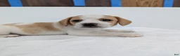 Beagle dogs for sale: Rumbles - Ad 1
