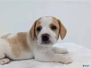 Beagle dogs Rumbles - Ad 26