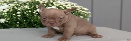 Frenchton dogs for sale: Shiloh - Ad 7