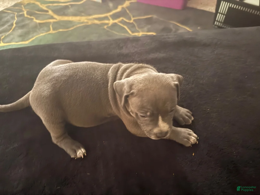 American Bully dogs for sale: American Bully 5 - Ad 2
